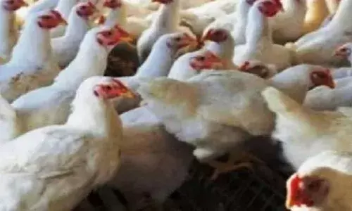 अंडे का फंडा: कोरोना काल में तबाह थी पोल्ट्री इंडस्ट्री,अब बढ़े दाम