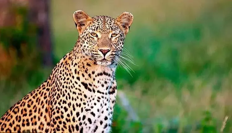 अहमदनगर सो रहे बच्चे को उठा ले गया तेंदुआ, गांव वाले वन विभाग से नाराज