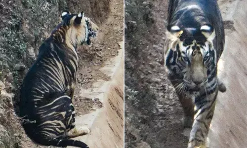 OMG : क्या कभी आपने देखा है ब्लैक टाइगर, देखिए तस्वीरें