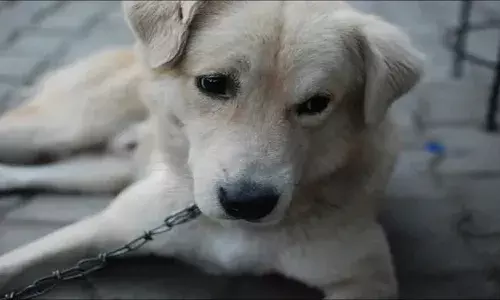 Mumbai News: घर में दिखा कुत्ता,तो मकान मालिक ने थमा दिया नोटिस Mumbai News: घर में दिखा कुत्ता,तो मकान मालिक ने थमा दिया नोटिस