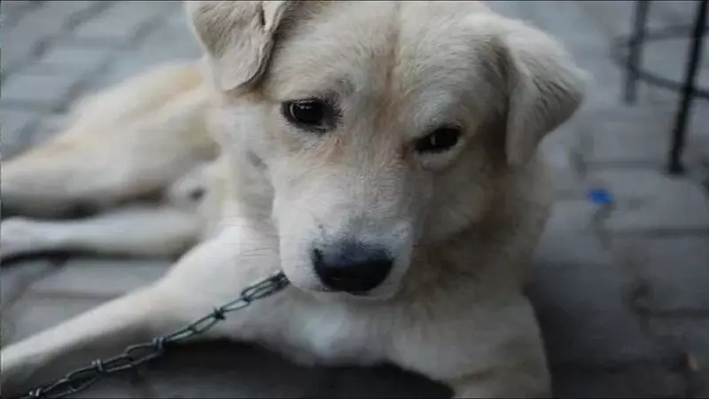 Mumbai News: घर में दिखा कुत्ता,तो मकान मालिक ने थमा दिया नोटिस