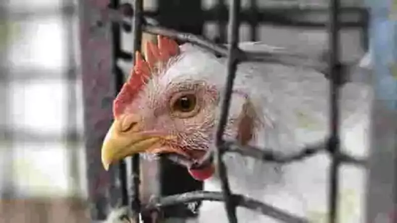 मुर्गी वालों अपनी मुर्गी संभालो, BIRD FLU से टूटा पोल्ट्री उद्योग, 90 प्रतिशत कारोबार गिरा