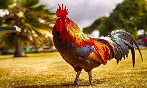 आखिर कातिल मुर्गे ने कैसे ले ली मालिक की जान,मुर्गे की कोर्ट में होगी पेशी? आखिर कातिल मुर्गे ने कैसे ले ली मालिक की जान,मुर्गे की कोर्ट में होगी पेशी?