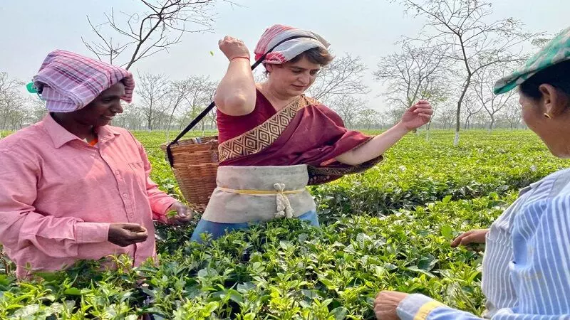 प्रियंका गांधी ने असम में मजदूरों तक संग तोड़ीं चाय की पत्तियां
