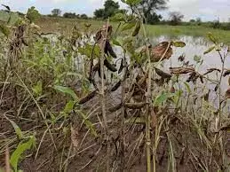 वाशिम जिले में लगातार नौ दिनों से हो रही बारिश से सोयाबीन की फसल को नुकसान