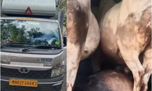 पशु मित्रों की मदद से पुलिस ने बिना लाइसेंस मवेशियों को ले जाने वालों को दबोचा