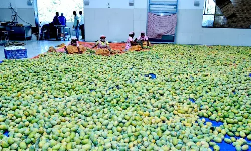 अहमदनगर: शिरडी के साईं बाबा के प्रसादालय में साईं भक्त किसान ने पांच हजार किलो केसर के आम किए दान