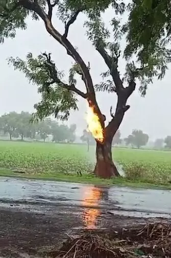 नीम के पेड़ पर गिरी आसमानी बिजली, जलता रहा पेड का देखे लाइव वीडियो मैक्स महाराष्ट्र पर