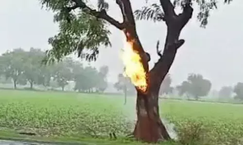 नीम के पेड़ पर गिरी आसमानी बिजली, जलता रहा पेड का देखे लाइव वीडियो मैक्स महाराष्ट्र पर नीम के पेड़ पर गिरी आसमानी बिजली, जलता रहा पेड का देखे लाइव वीडियो मैक्स महाराष्ट्र पर