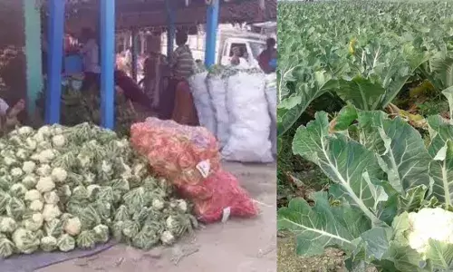 नवी मुंबई एपीएमसी मार्केट में 800 किलो फूल गोभी पर किसान को 9.50 रुपये का मुनाफा? नवी मुंबई एपीएमसी मार्केट में 800 किलो फूल गोभी पर किसान को 9.50 रुपये का मुनाफा?
