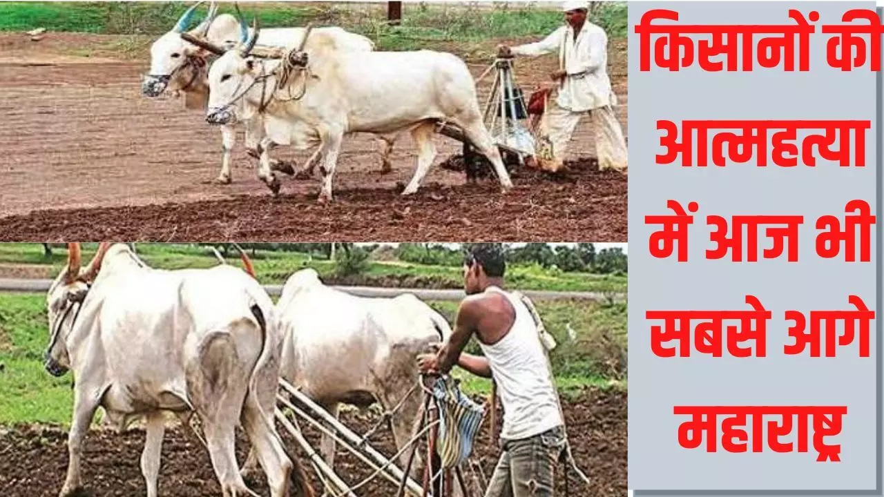 महाराष्ट्र: यवतमाल में अगस्त में 43 किसानों ने की आत्महत्या