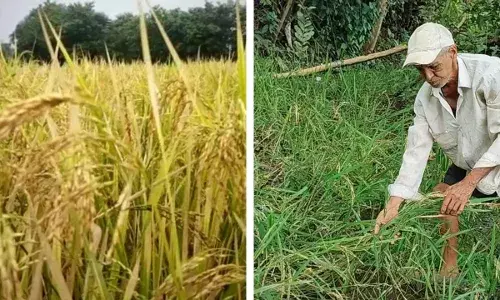 बेमौसम बारिश से किसान परेशान, धान की फसल को भारी नुकसान बेमौसम बारिश से किसान परेशान, धान की फसल को भारी नुकसान