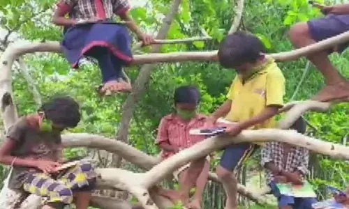 महाराष्ट्र में पेड़ पर चढ़कर बच्चे कर रहे हैं पढ़ाई, यह है वजह...