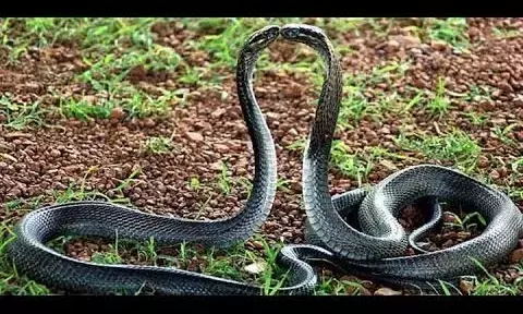 नाग पंचमी के दिन नाग को मारा,तो गुस्साई नागिन ने 26 लोगों को डसा