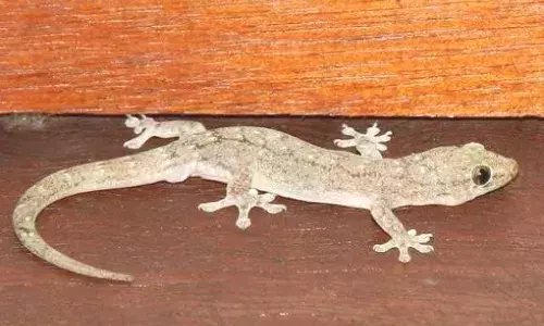 क्या आप जानते हैं छिपकली देती है घटनाओं की जानकारी